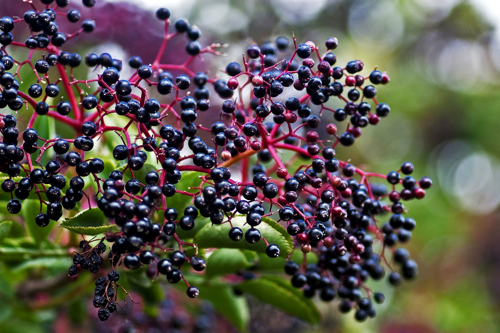 Materia Medica: Elderberry and Elderflower