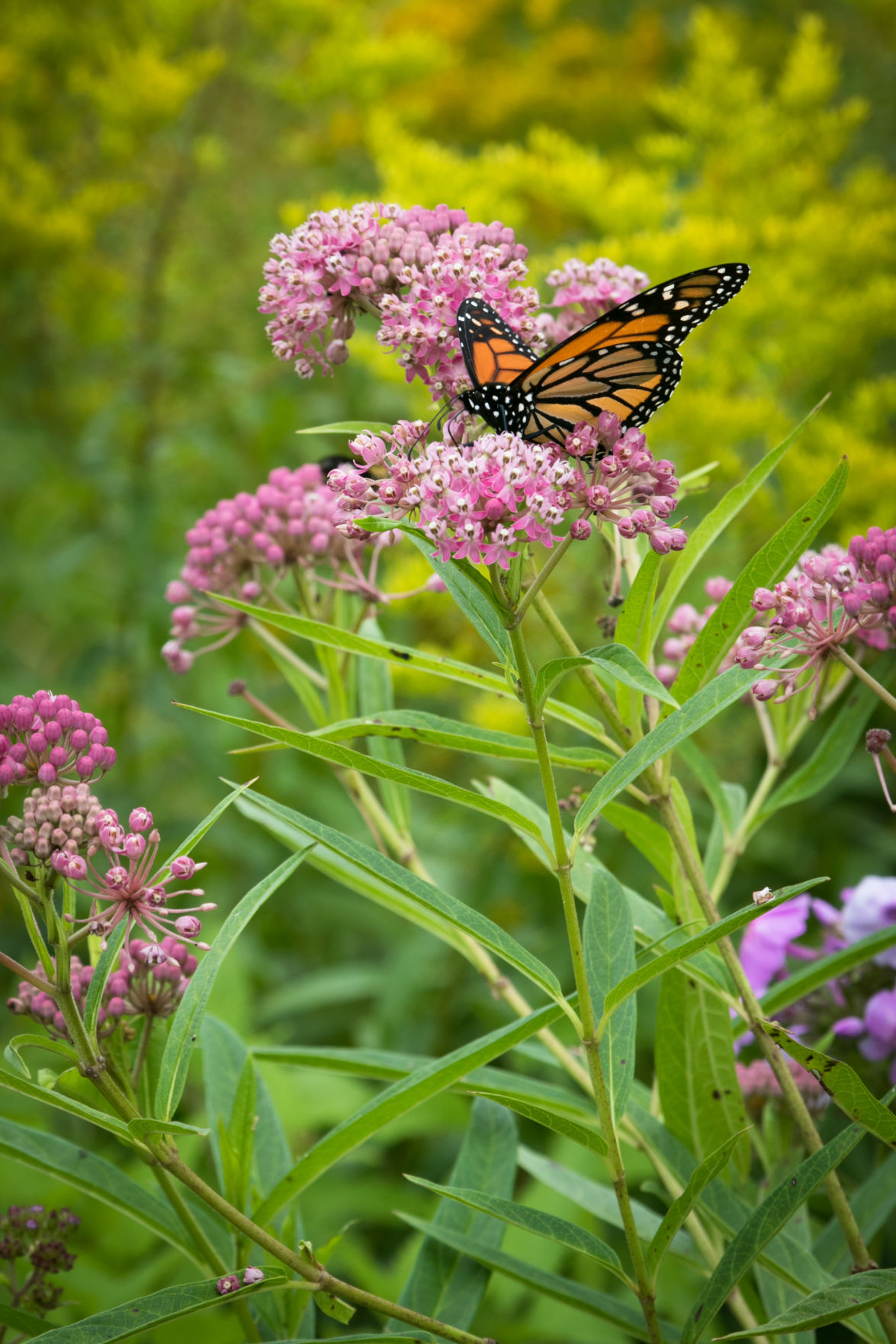 Growing Common Milkweed Instructions and Video